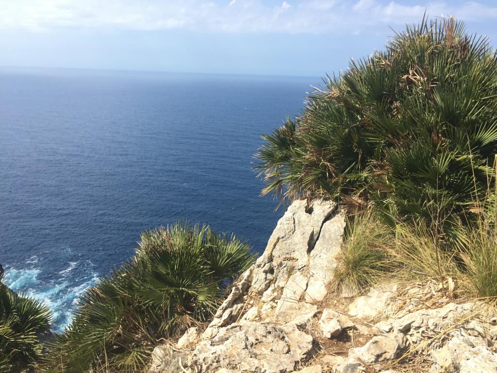 Chamerops-humilis-palmenland
